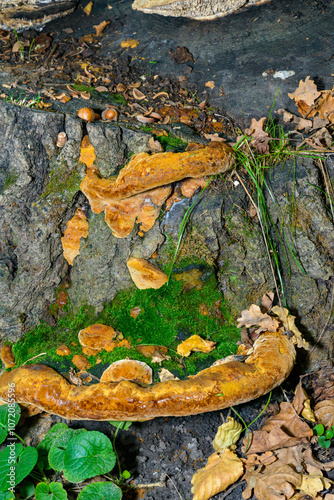 Phellinus robustus - saprophytic wood fungus on an old oak tree stump in a garden, Odessa region photo