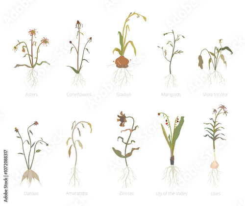 Vector Illustration of wilted and dried flowers plants.