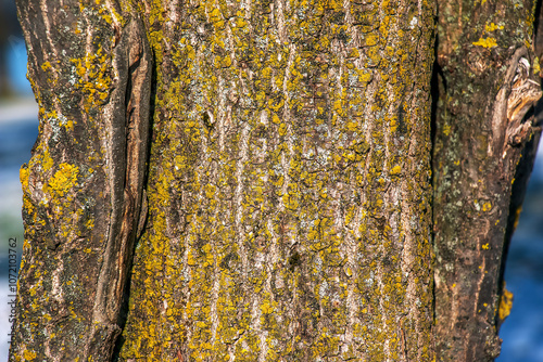 Background of the bark of an oak tree growing on the shore of Lake Traunsee in Austria in winter. The trunk is covered with lichen. photo