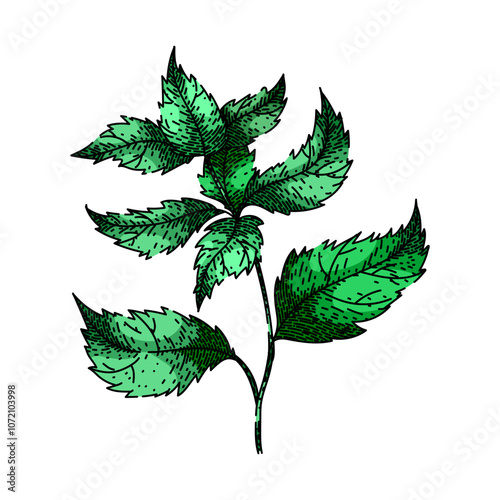 retro nettle hand drawn. tea antique, classic infusion, collectible heirloom retro nettle vector sketch. isolated color illustration