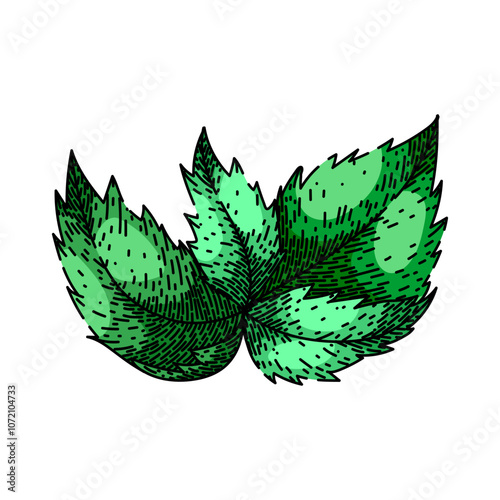 antique nettle hand drawn. classic infusion, collectible heirloom, brew timeless antique nettle vector sketch. isolated color illustration