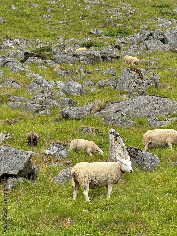 Fototapeta premium wild sheep on green mountain side in northern Norway