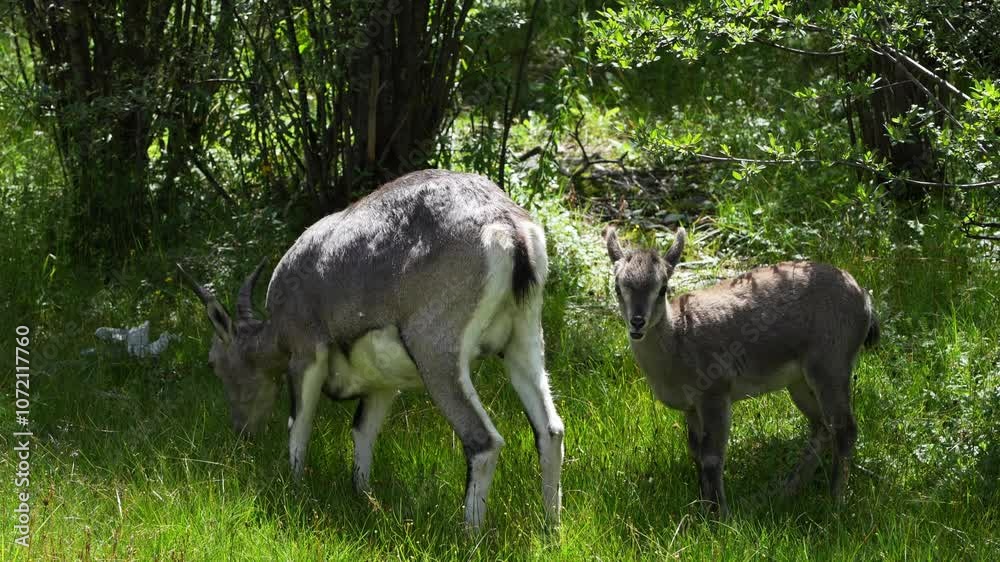 goats (Pseudois nayaur) in the forest goats (Pseudois nayaur) in the forest