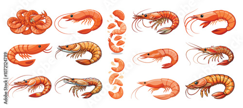 set of shrimp vector illustration