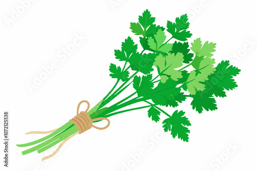 Coriander or cilantro (herb) tied in a bunch with twine, isolated on white photo