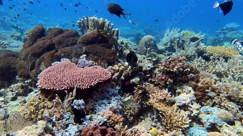 Komodo, Indonesia: Underwater footage of tropical fishes around the coral reef during a scuba diving in the Sebayur Kecil dive site in the Komodo park near Labuan Bajo in Flores. Shot in slow motion.  photo