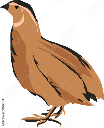 codornices which is translated as Common quail hand drawn flat design cartoon illustration