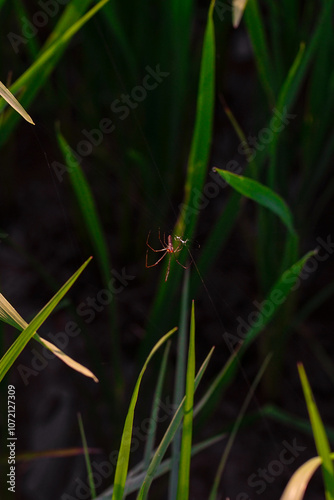 A tiny spider spins a web on a lea