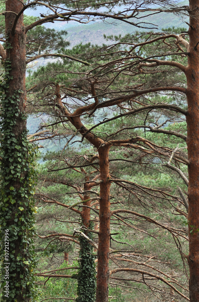 Fototapeta premium Trees of a mountain forest, tree trunks with climbing vines, beauty of nature, Gerês mountain, Portugal