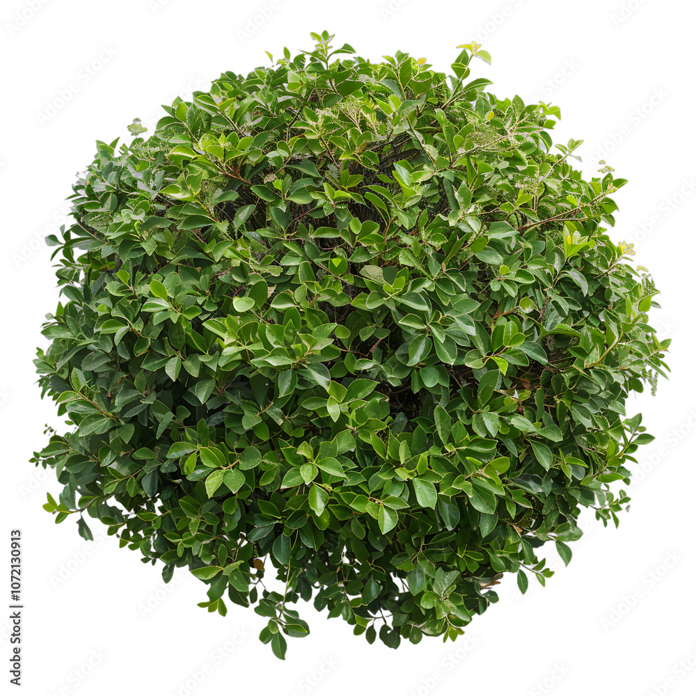 Naklejka premium [Transparent Background PNG]Green Bush Isolated on White Background