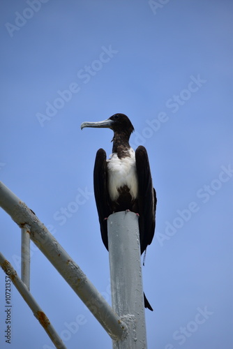 An adult female frigatebird sitting on a light pole in Yucatan, Mexico photo