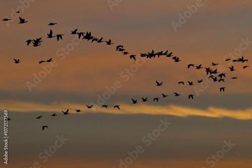 Graugänse im Flug in der Abendsonne an der Oder im Herbst