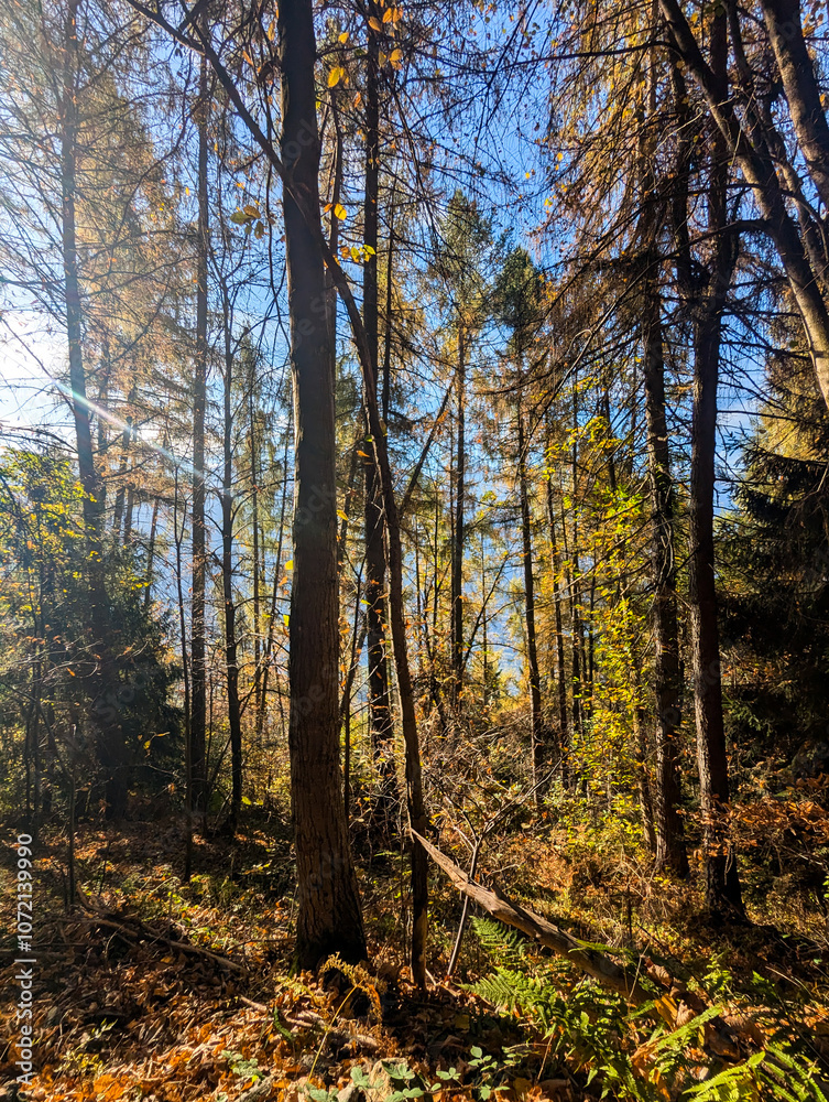 Obraz premium autumn forest in the autumn