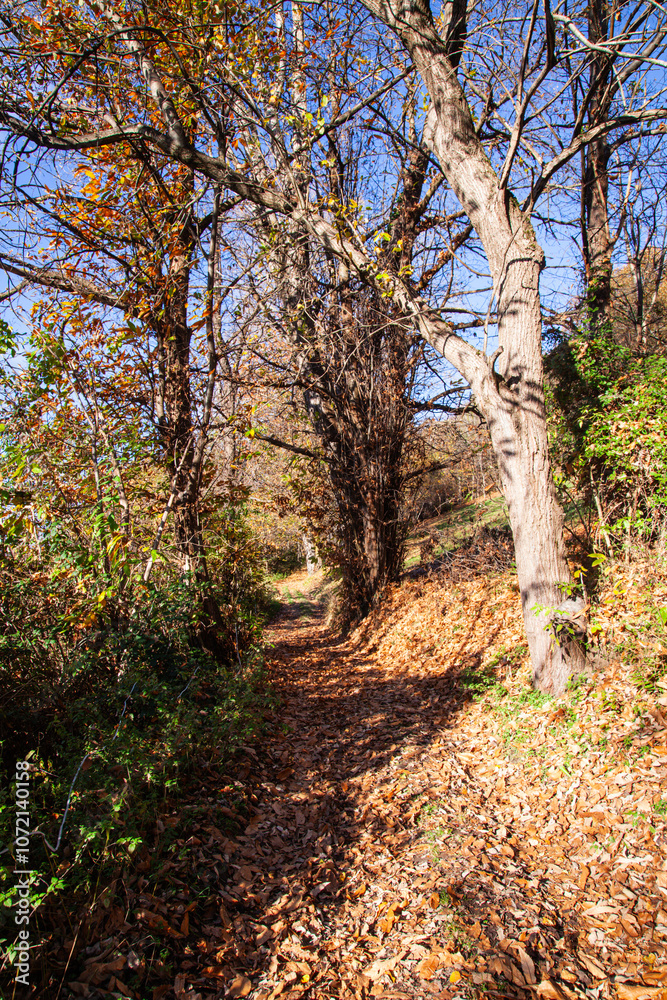 Obraz premium path in autumn forest