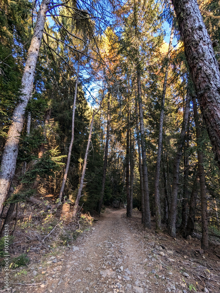 Obraz premium path in the woods