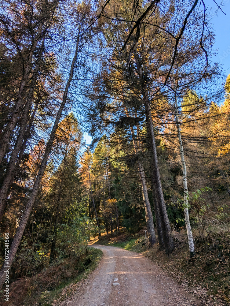 Obraz premium autumn in the forest