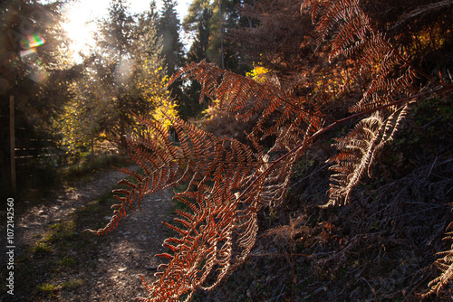 autumn in the forest