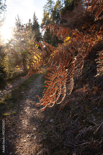 autumn forest in the forest