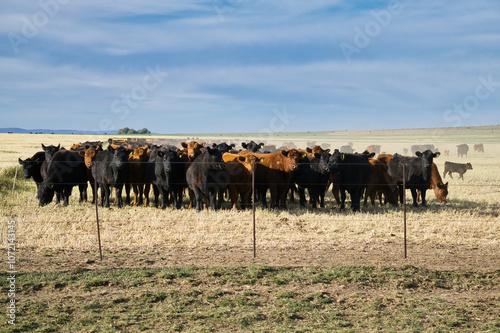 Group of red Angus and black Angus cows behind a fence looking at the camera photo