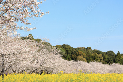 満開の桜並木と菜の花畑