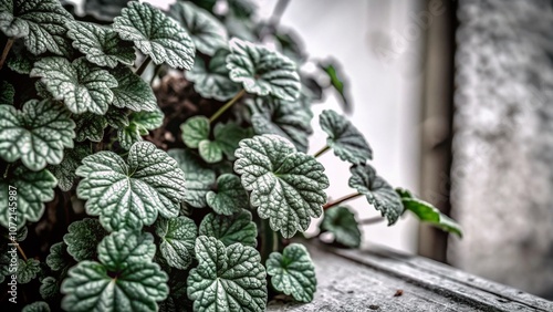 Captivating Close-Up of Creeping Charlie Ground Ivy, Showcasing Its Vibrant Green Leaves and Unique Growth Patterns with Ample Copy Space for Text Overlay