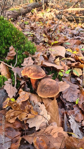 Bolets de Satan poussant dans les feuilles mortes (vallée de Chevreuse) photo