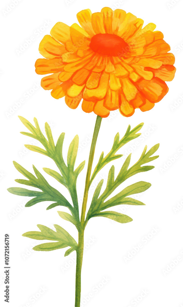 PNG A Marigold flower petal plant white background. PNG A Marigold flower petal plant white background.
