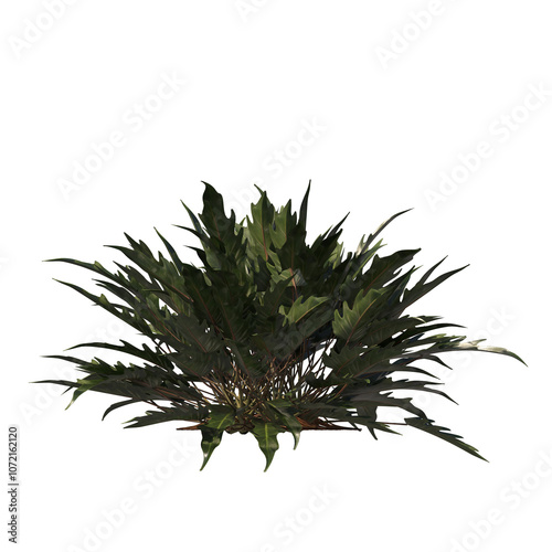 Philodendron Xanadu, evergreen, small tree, bush, light for daylight, easy to use, 3d render, isolated