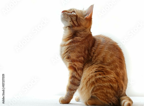 A ginger cat looking up at something photo