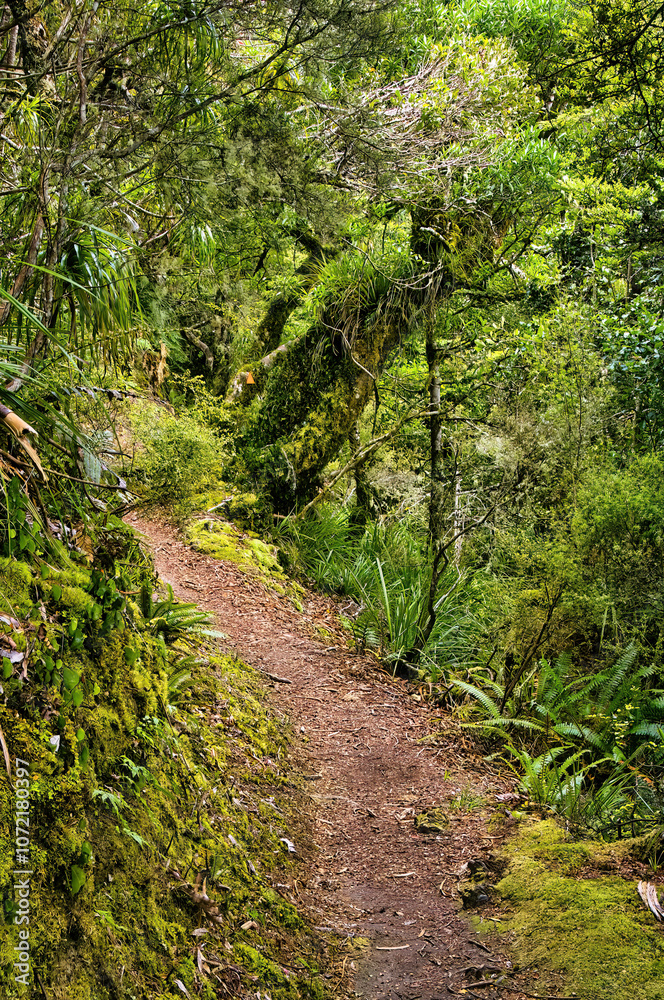 The Lake Waikareti Track, a walking track through the dense subtropical rainforest of Te Urewera National Park, North Island, New Zealand
The Lake Waikareti Track, a walking track through the dense subtropical rainforest of Te Urewera National Park, North Island, New Zealand