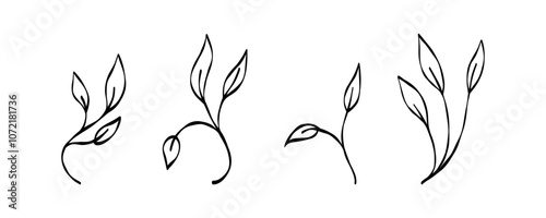 hand drawn botanical illustrations of various leaves