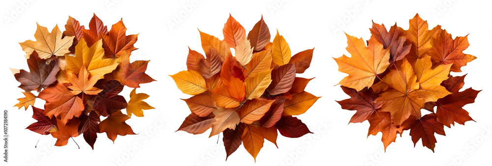 Fototapeta premium Colorful autumn leaves bursting with vibrant hues on a white isolated background.