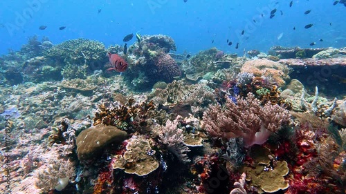 Komodo, Indonesia: Underwater footage of the colorful tropical coral reef during a scuba diving in the Siaba Kecil dive site in the Komodo park near Labuan Bajo in Flores photo