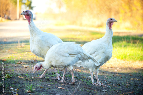 Canvas Print white birds turkeys on country road