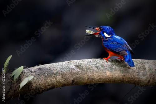 Blue eared Kingfisher with prey on the branch photo