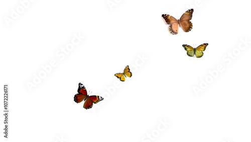 Butterflies appear alone on white or transparent PNG background images online for use freely with proper attribution given always. photo