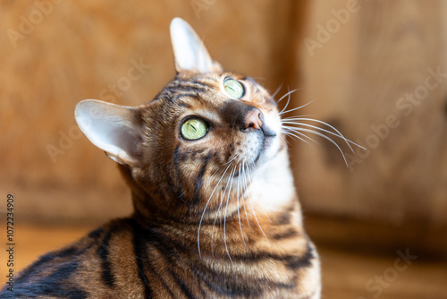 Inside portrait of curious Bengal Cat. The tameness of a domestic tabby and the beauty of an Asian Leopard Cat. Cat with dark markings around the eyes and the ears, coats have a unique, plush feel. photo