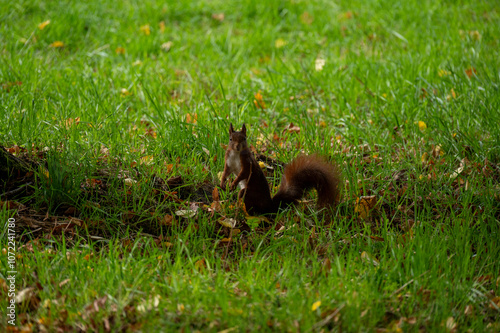 Eichhörnchen auf einer Wiese mit Herbstlaub
