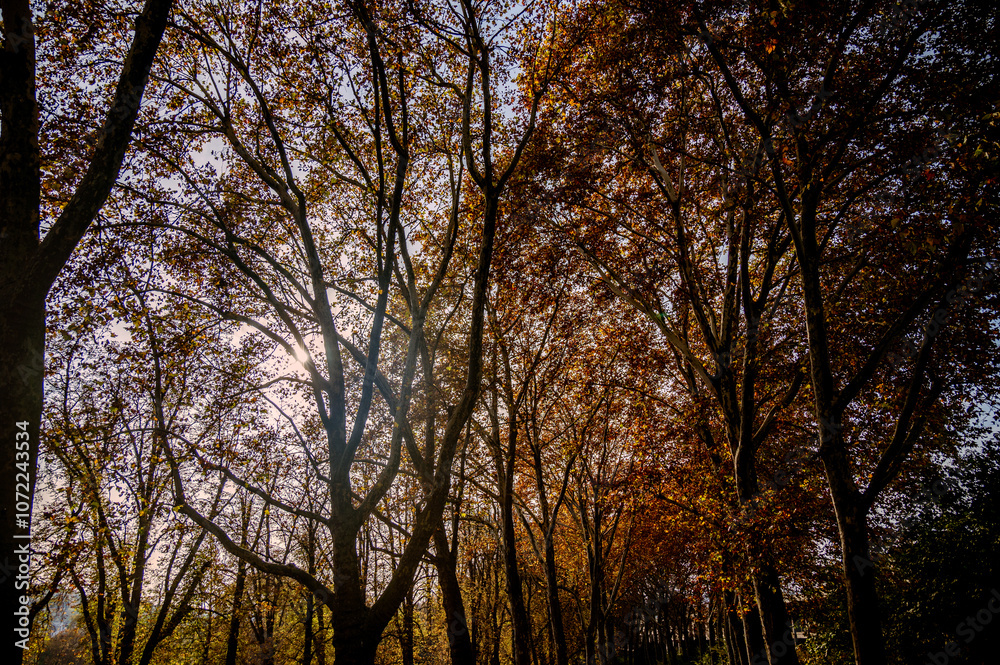 Äste und Zweige mit herbstlich gefärbten Blättern Äste und Zweige mit herbstlich gefärbten Blättern
