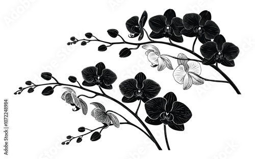 silhouette of orchid flowers Black Vector illustration.