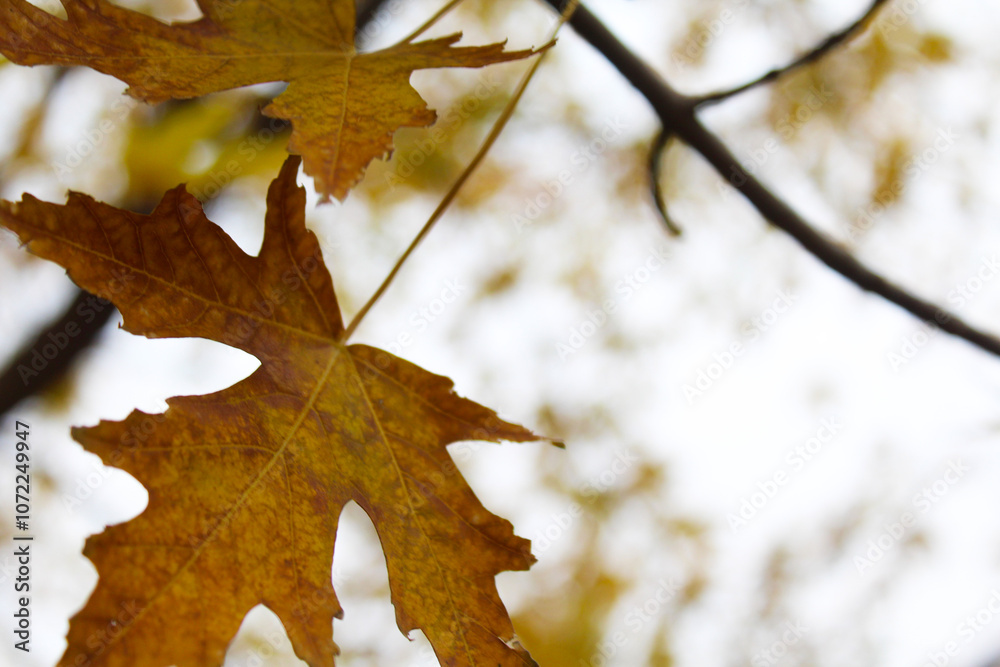 Fototapeta premium Autumn maple leaves isolated on blurred background