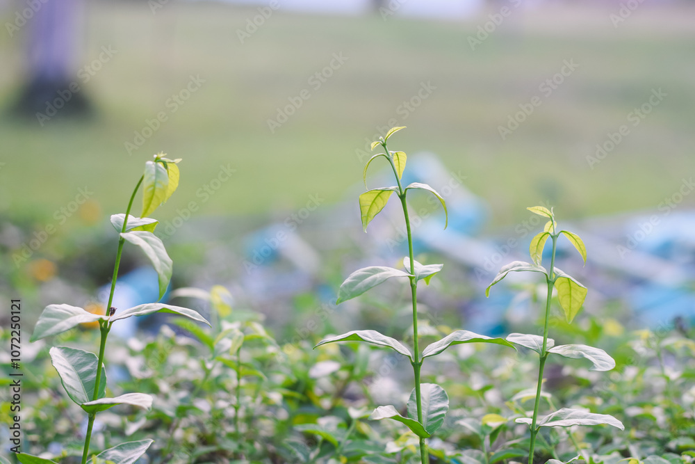 Obraz premium The plants are in a natural setting with a blurred background, suggesting a garden or a nursery. The new growth at the top of the stems indicates healthy development and vitality.