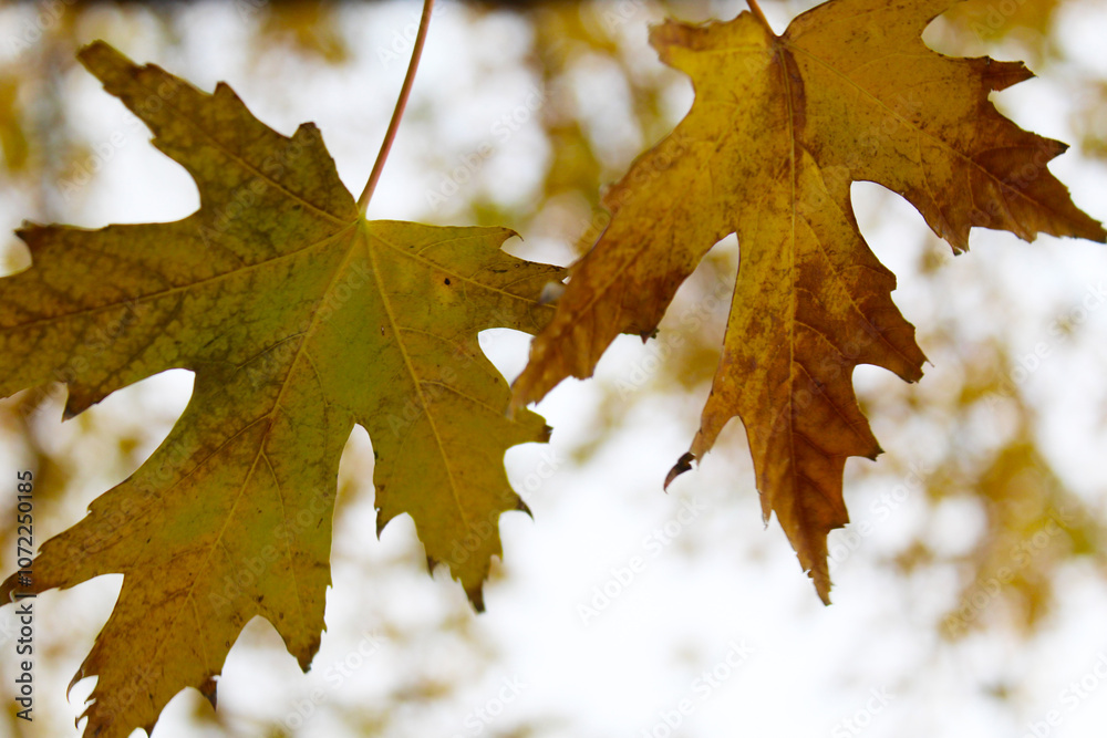 Fototapeta premium Autumn maple leaves isolated on blurred background