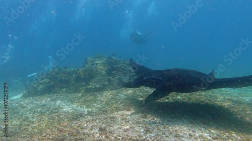 Wallpaper Mural Komodo, Indonesia: Underwater slow motion footage of a large manta ray swimming in the water of Komodo park near Labuan Bajo in Flores Torontodigital.ca