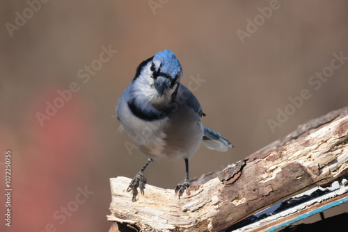 Blue Jays in fall photo