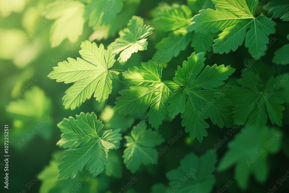 Lush Green Leaves in Natural Light