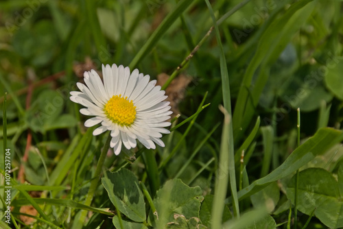 Single daisy flower in the grass, selelctive focus  -  Bellis perennis photo