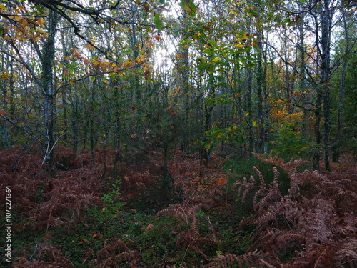 A peaceful landscape in the forest in autumn. Plougoumelen, France - November 4, 2024 