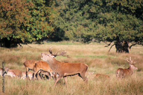 A view of some Red Deer in the countryside on a sunny Autumn day