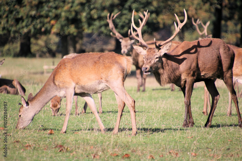 A view of some Red Deer in the countryside on a sunny Autumn day A view of some Red Deer in the countryside on a sunny Autumn day